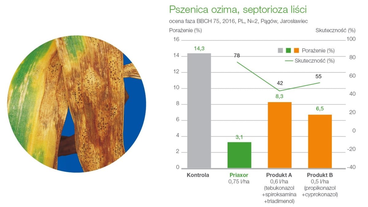 priaxor septorioza liści pszenicy ozimej zwalczanie