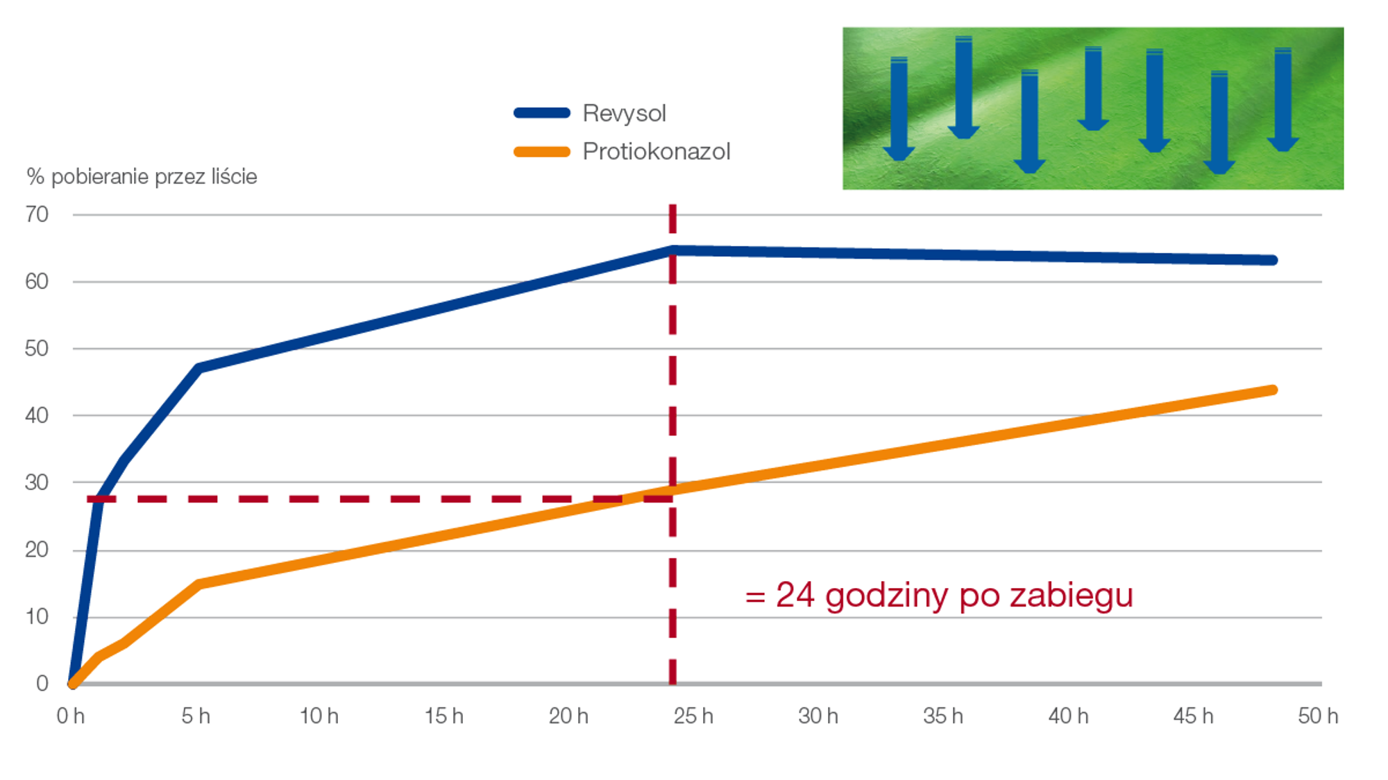 pobieranie revysolu do liścia