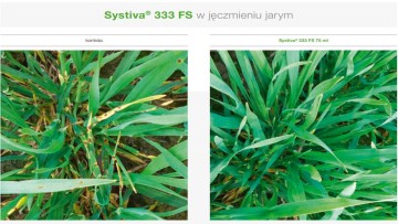 systiva w jęczmieniu jarym