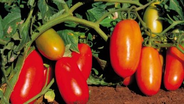 Pomidor (w uprawie pod osłonami)