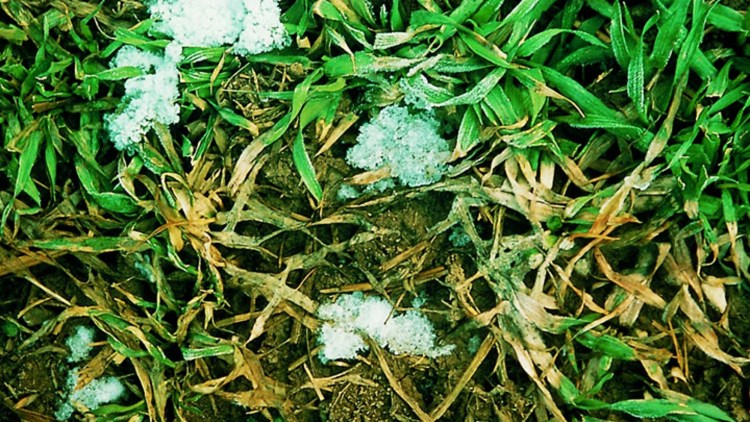 objawy pleśni śniegowej zbóż i traw