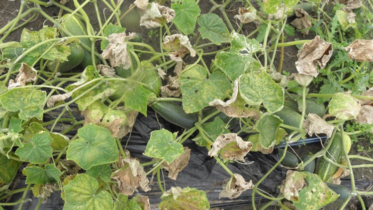 Mączniak rzekomy na plantacji ogórka