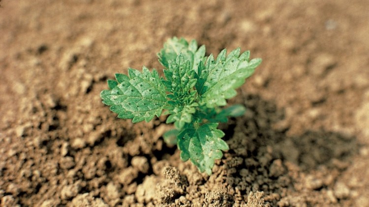 Pokrzywa żegawka, inaczej Urtica urens