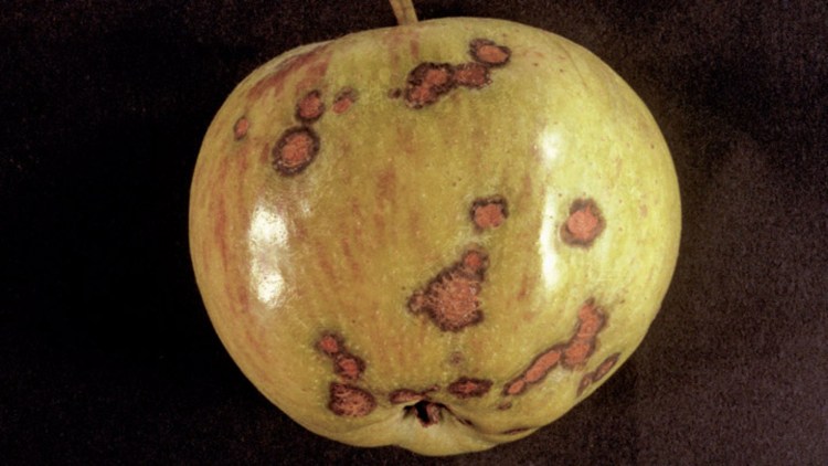 Parch jabłoni