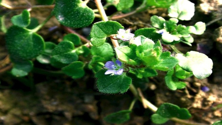 Przetacznik bluszczykowy kwiaty